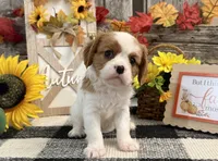 Juliette, a female Cavalier King Charles Spaniel for sale in Shipshewana, IN – 3 of 6