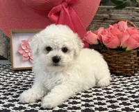 Warsaw, a female Bichon Frise for sale in Shipshewana, IN – 3 of 6
