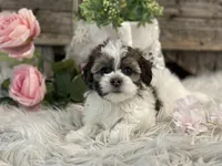 Dove, a female Havanese for sale in Shipshewana, IN – Photo 3 of 4