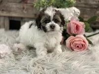 Dove, a female Havanese for sale in Shipshewana, IN – Photo 2 of 4