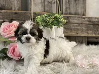 Dove, a female Havanese for sale in Shipshewana, IN – Photo 4 of 4