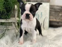 Adin, a male Boston Terrier for sale in Shipshewana, IN – Photo 4 of 4