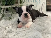 Adin, a male Boston Terrier for sale in Shipshewana, IN – Photo 3 of 4