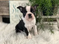 Adin, a male Boston Terrier for sale in Shipshewana, IN – Photo 1 of 4