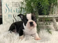 Adin, a male Boston Terrier for sale in Shipshewana, IN – Photo 2 of 4