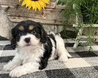 Dash, a male Bichon Frise and Cavalier King Charles Spaniel for sale in Shipshewana, IN – 2 of 6