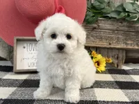 Spice, a female Bichon Frise for sale in Shipshewana, IN – 2 of 6