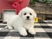 Spice, a female Bichon Frise for sale in Shipshewana, IN – 3 of 6