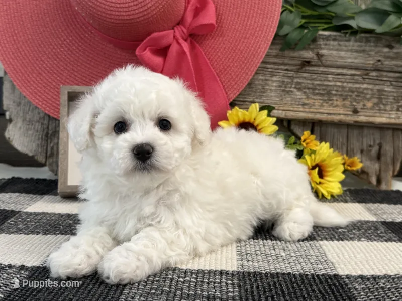 Spice – Bichon Frise puppy for sale in Shipshewana, IN