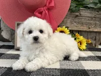 Spice, a female Bichon Frise for sale in Shipshewana, IN – 1 of 6