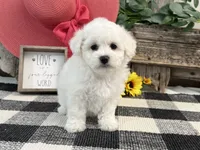 Spice, a female Bichon Frise for sale in Shipshewana, IN – 4 of 6