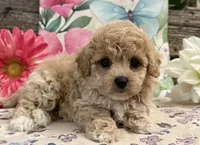 England, a female Bichon Frise and Poodle - Toy  for sale in Shipshewana, IN – 2 of 6