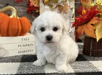 Dorian, a male Bichon Frise for sale in Shipshewana, IN – 2 of 6