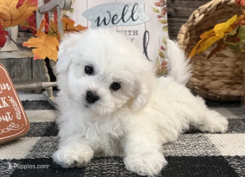 Dreamer – Bichon Frise puppy for sale in Shipshewana, IN