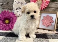 Gracie, a female Bichon Frise and Poodle - Toy  for sale in Shipshewana, IN – 3 of 6