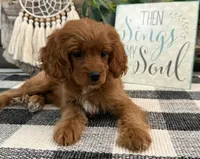 Nala, a female Cavalier King Charles Spaniel and Poodle - Miniature  for sale in Shipshewana, IN – 4 of 6
