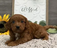 Phelps, a male Cavalier King Charles Spaniel and Poodle - Toy  for sale in Shipshewana, IN – 4 of 5