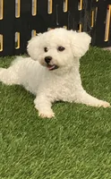 Griffith, a male Bichon Frise and Poodle - Toy  for sale in Shipshewana, IN – 6 of 6