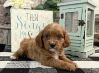 Neiman, a male Cavalier King Charles Spaniel and Poodle - Miniature  for sale in Shipshewana, IN – Photo 1 of 6