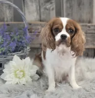 Neiman, a male Cavalier King Charles Spaniel and Poodle - Miniature  for sale in Shipshewana, IN – Photo 6 of 6