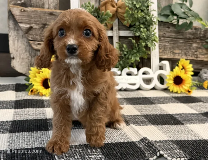Neiman – Cavalier King Charles Spaniel, Poodle - Miniature  puppy for sale in Shipshewana, IN
