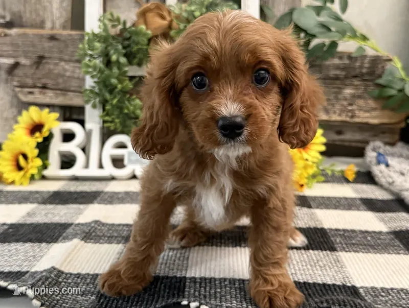 Neiman – Cavalier King Charles Spaniel, Poodle - Miniature  puppy for sale in Shipshewana, IN