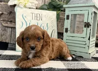 Neiman, a male Cavalier King Charles Spaniel and Poodle - Miniature  for sale in Shipshewana, IN – Photo 4 of 6