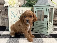 Neiman, a male Cavalier King Charles Spaniel and Poodle - Miniature  for sale in Shipshewana, IN – Photo 3 of 6
