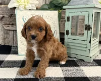 Neiman, a male Cavalier King Charles Spaniel and Poodle - Miniature  for sale in Shipshewana, IN – Photo 2 of 6