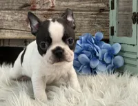 Coach, a male Boston Terrier for sale in Shipshewana, IN – Photo 2 of 6