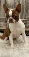 Coach, a male Boston Terrier for sale in Shipshewana, IN – Photo 6 of 6