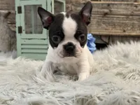 Coach, a male Boston Terrier for sale in Shipshewana, IN – Photo 4 of 6