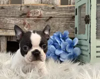 Coach, a male Boston Terrier for sale in Shipshewana, IN – Photo 1 of 6