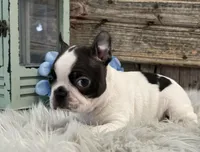 Coach, a male Boston Terrier for sale in Shipshewana, IN – Photo 3 of 6
