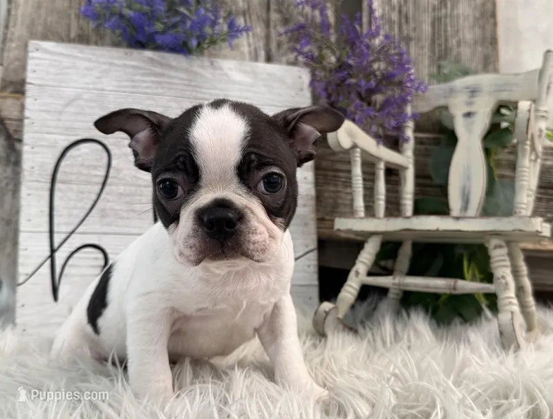 Coach – Boston Terrier puppy for sale in Shipshewana, IN