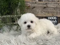 Finn, a male Bichon Frise for sale in Shipshewana, IN – Photo 2 of 6