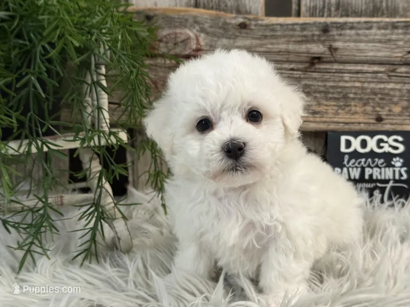Finn – Bichon Frise puppy for sale in Shipshewana, IN