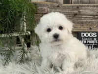 Finn, a male Bichon Frise for sale in Shipshewana, IN – Photo 1 of 6