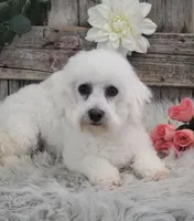 Finn, a male Bichon Frise for sale in Shipshewana, IN – Photo 6 of 6