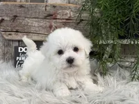 Finn, a male Bichon Frise for sale in Shipshewana, IN – Photo 4 of 6
