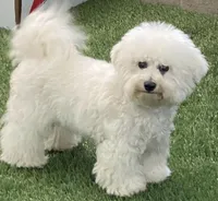 Finn, a male Bichon Frise for sale in Shipshewana, IN – Photo 5 of 6