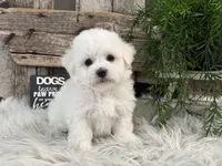 Finn, a male Bichon Frise for sale in Shipshewana, IN – Photo 3 of 6