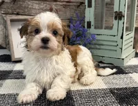 Holden, a male Havanese for sale in Shipshewana, IN – 3 of 6
