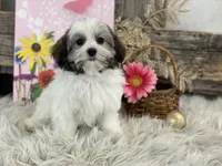 processed/4c77ce04-4a20-4d18-9609-4c5ac81fbcb1/listing/79bb9219-d1ec-4664-a655-1ca3f8eea786/6e277fd5-46a5-4b28-846a-c87bc5f2a89f