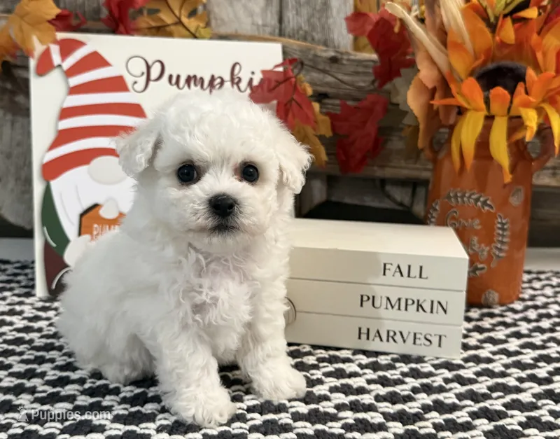 Slater – Bichon Frise puppy for sale in Shipshewana, IN