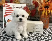 Slater, a male Bichon Frise for sale in Shipshewana, IN – 1 of 6