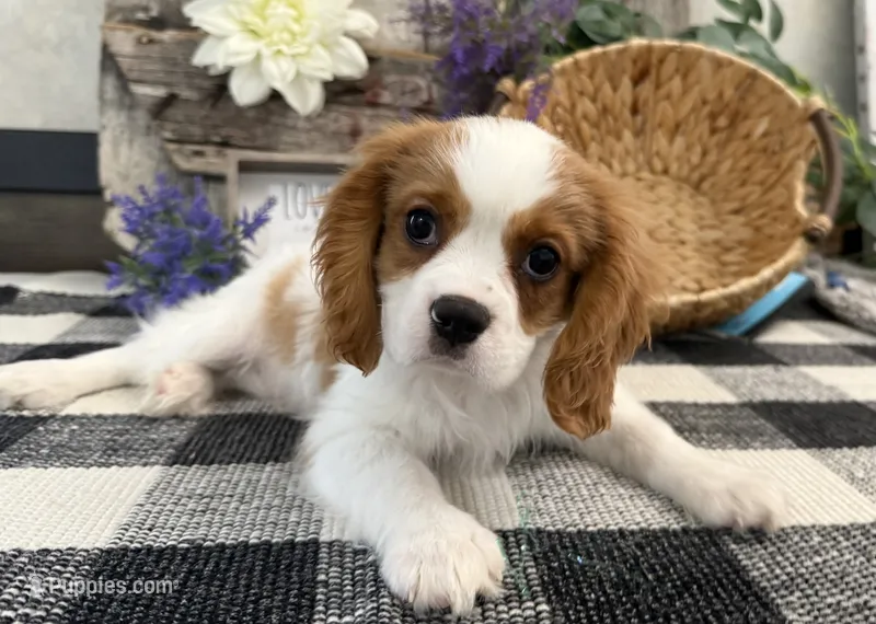 Osceola – Cavalier King Charles Spaniel puppy for sale in Shipshewana, IN