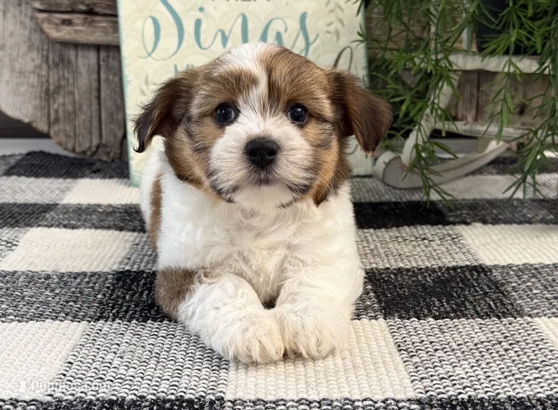 Callie – Havanese puppy for sale in Shipshewana, IN