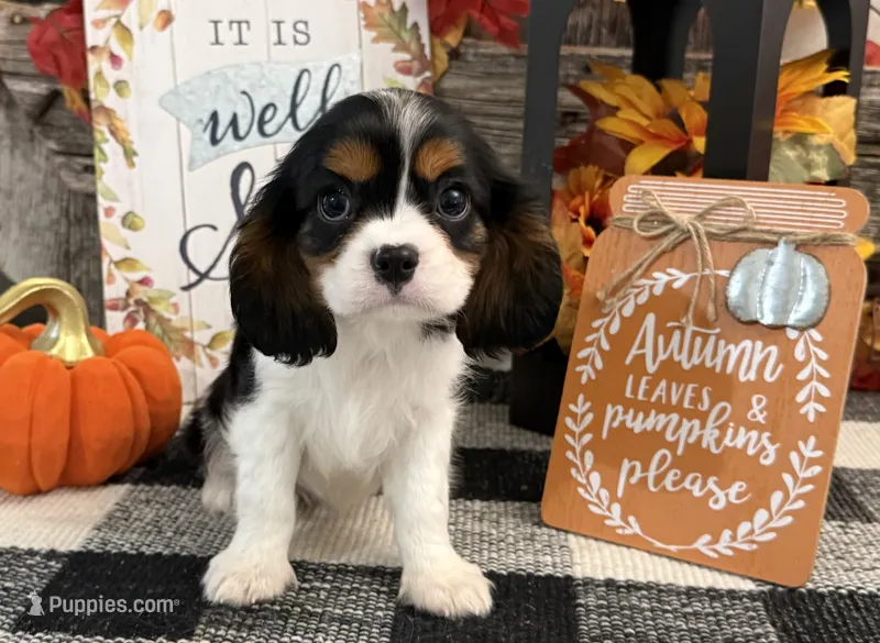 Jennings – Cavalier King Charles Spaniel puppy for sale in Shipshewana, IN