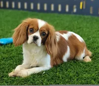 Phelps, a male Cavalier King Charles Spaniel and Poodle - Toy  for sale in Shipshewana, IN – 6 of 6
